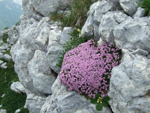 Fioriture in quota